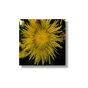 Korte Esencias Africanas -...