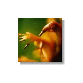 Esencias africanas Korte -...