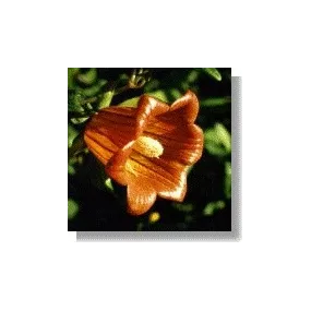 Korte African Essences -...