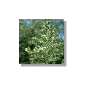 Esencias Africanas Korte -...