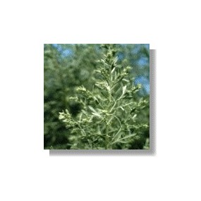 Korte African essences - Artemisia 15 ml