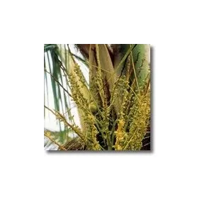 Korte African Essences -...