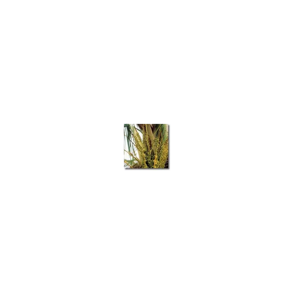 African Essences Korte - Coconut Palm 15 ml