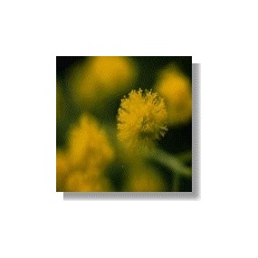 African Essences Korte - Touch-me-not 15 ml