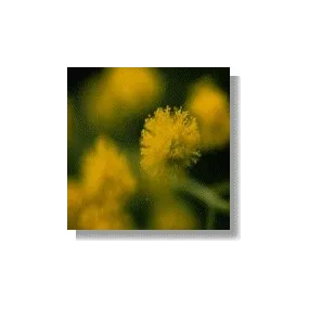 Korte African Essences - Touch-me-not 15 ml