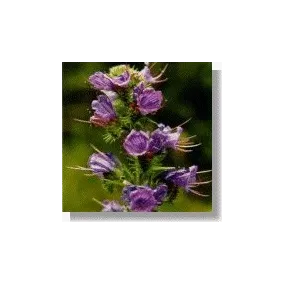 Esencias africanas Korte -...