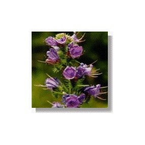 Korte African Essences - Viper's Bugloss 15 ml