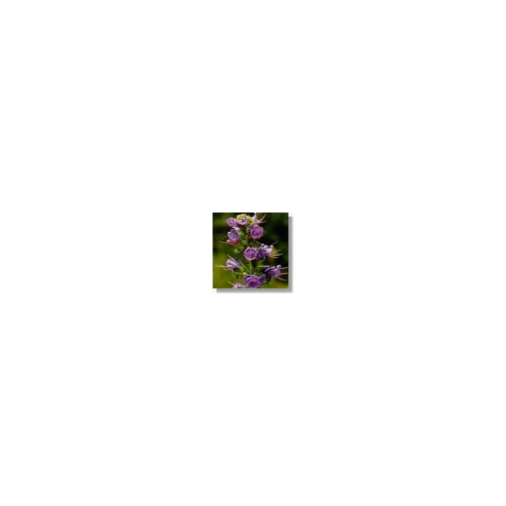 African Essences Korte - Viper's Bugloss 15 ml