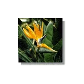 Korte African Essences -...