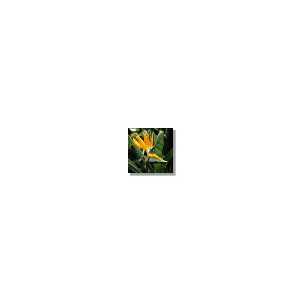 Korte African Essences - Bird Of Paradise 15 ml