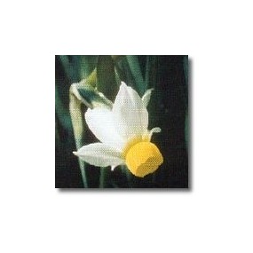 Korte African Essences - Petticoat Daffodil 15 ml