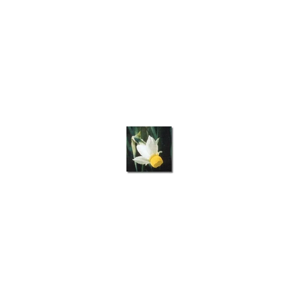 African Essences Korte - Enagua Narciso 15 ml