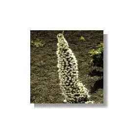 Korte African Essences -...