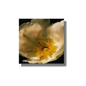 Essences de rose Korte -...