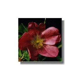 Essences de rose Korte - Rose cannelle / Rose Zimt (Rosa majalis) 15 ml
