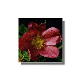 Rose Essences Short - Cinnamon Rose / Zimt Rose (Rosa majalis) 15 ml