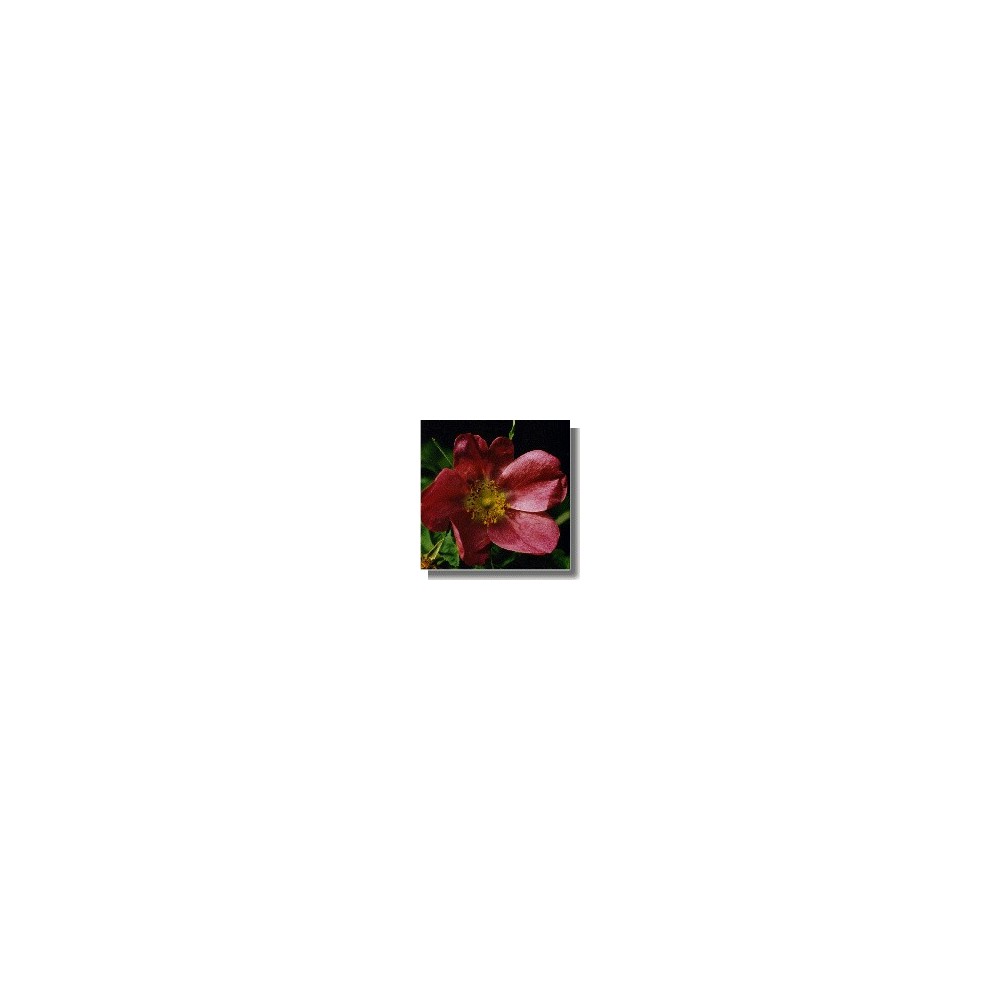 Korte Rosenessenzen - Zimtrose / Zimtrose (Rosa majalis) 15 ml