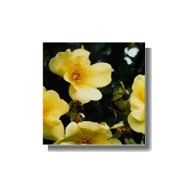 Essence de rose Korte -...