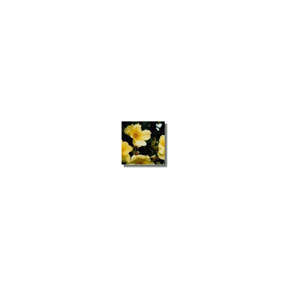 Korte Rosenessenzen - Frühlingsgold (Rosa spinosissima) 15 ml
