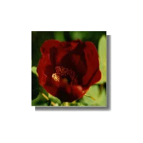 Essence de rose sauvage -...