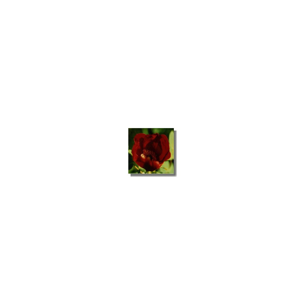 Korte Rosenessenzen – Hybride Wildrose (Rosa X pruhoniciana) 15 ml