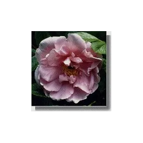 Essences de roses courtes -...