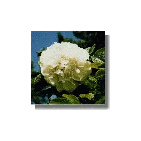 Essences de rose Korte -...