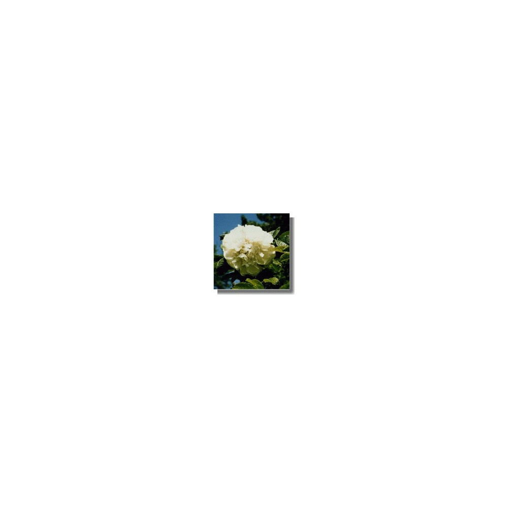 Korte Rosenessenzen - Souvenir De Philemon Cochet Hybrid 15 ml