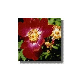 Korte Rose Essences - Ciste...