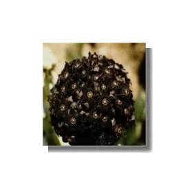 Courte description Cactus...