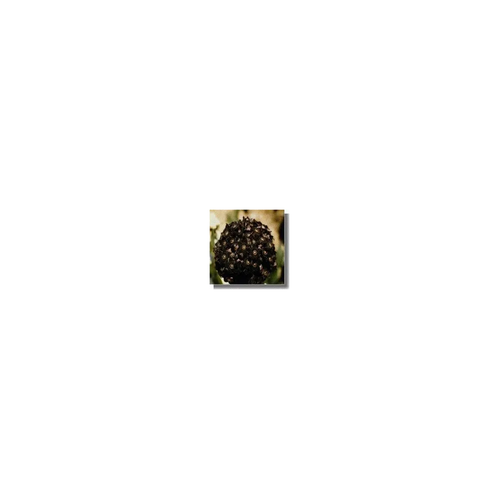 Esencia de Cactus Courte - Cactus Sombra 15 ml