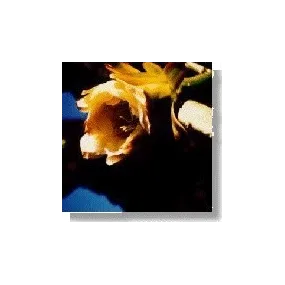 Korte Cactus Essence -...