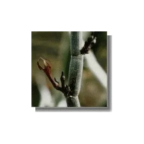 Korte Esencia de Cactus -...