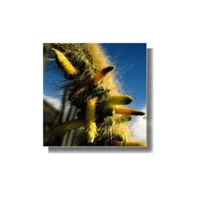 Essenza di Cactus Korte -...