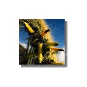 Korte Cactus Essence - Cactus Limpiador Interior 15 ml