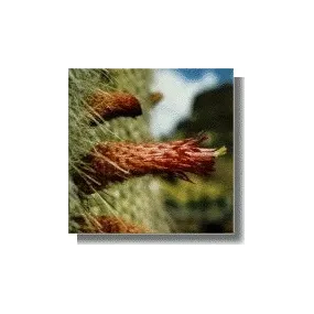 Korte Cactus Essence - Aura...