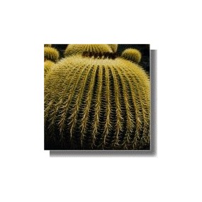 Esencia de Cactus Korte -...