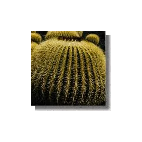 Kaktusessenz – Goldener...