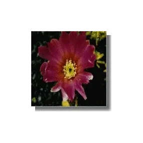 Korte Cactus Essence -...
