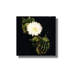 Courte Essence de Cactus -...