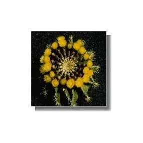 Essenza di Cactus Korte -...