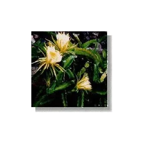Korte Cactus Essence - Ici...