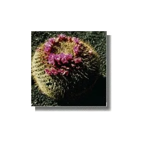 Korte Essence de Cactus -...