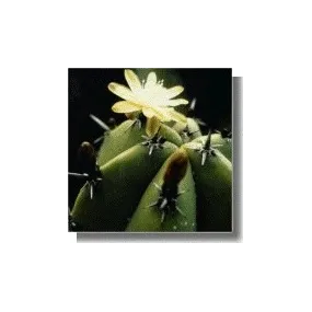 Korte Cactus Essence -...