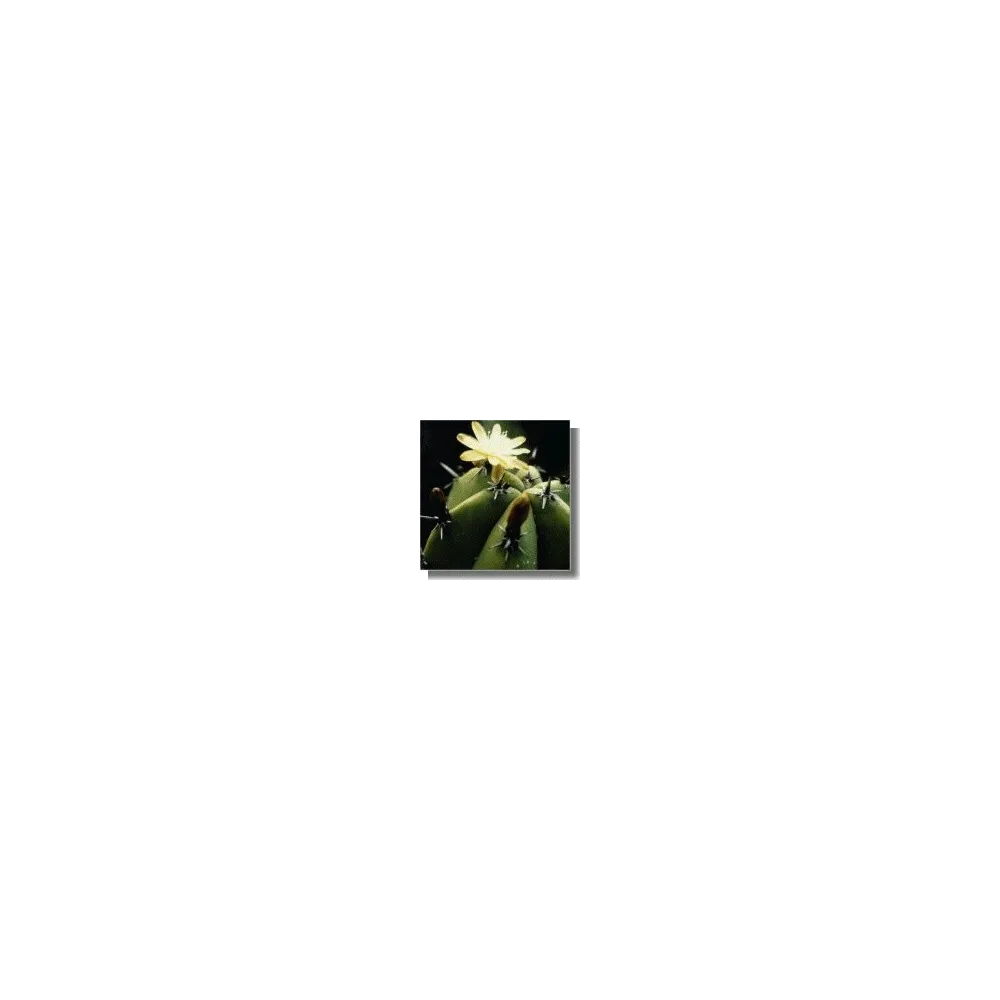 Esencia de cactus Korte - Cactus arándano 15 ml