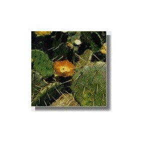 Esencia de Cactus Korte - Opuntia alegre 15 ml