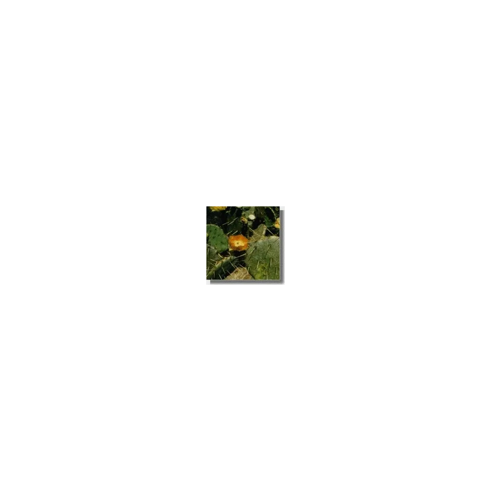 Esencia de Cactus Korte - Opuntia alegre 15 ml