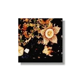 Korte Cactus Essence -...