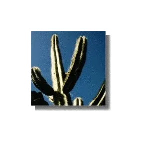 Korte Cactus Essence -...