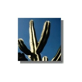 Korte Esencia de Cactus -...